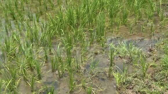 稻田水稻种植视频的预览图