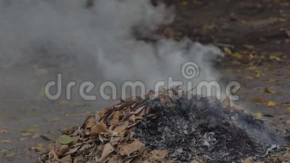 燃烧枯叶引起的烟雾视频的预览图