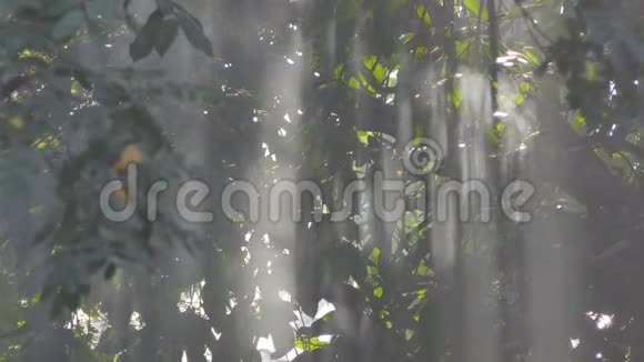 烟雾和阳光穿过热带雨林中的树木视频的预览图