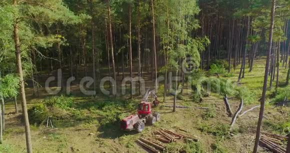 森林收割机砍倒了一棵大松树视频的预览图