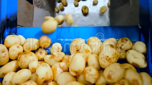 食品厂输送机将土豆放入一个大容器中进行切割视频的预览图