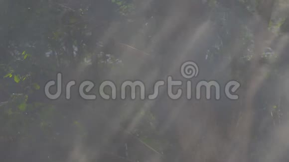 烟雾和阳光穿过热带雨林中的树木视频的预览图