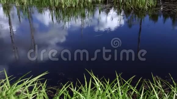 池塘里有一片茂密的山茱萸和菖蒲水上景观视频的预览图