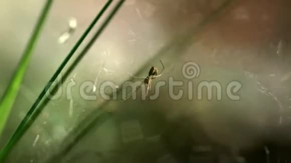 蜘蛛坐在巢穴里蜘蛛在绿色叶片之间冻结在网上视频的预览图