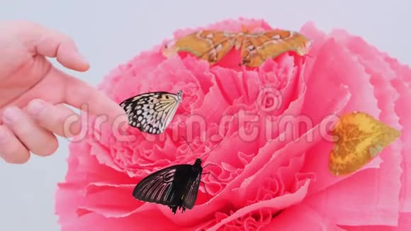 蝴蝶坐在一朵粉红色的大花上雄手取一只蝴蝶视频的预览图