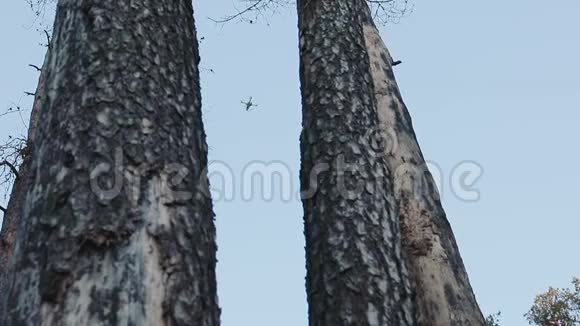 四架直升机在树林里飞行视频的预览图