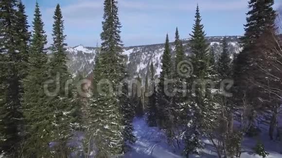 冬季森林从上面视频的预览图