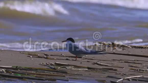 鸟公燕鸥坐落在靠近水边的沙质海岸上休息海浪在岸上翻滚视频的预览图