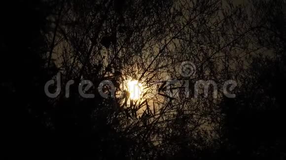太阳下深色叶子的剪影视频的预览图