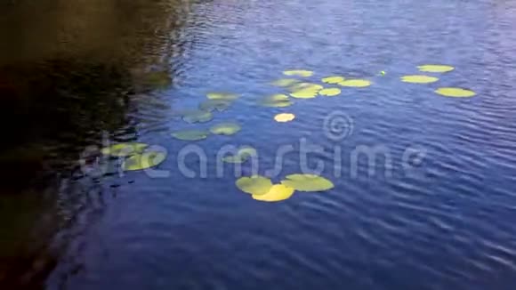 湖面上的睡莲视频的预览图