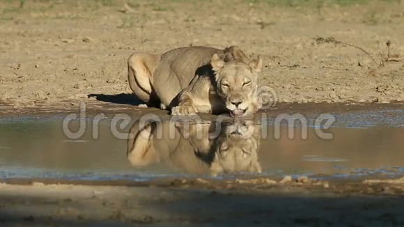 狮子座的饮用水视频的预览图