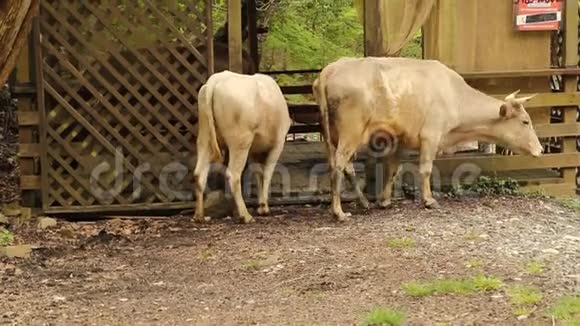 把在木制露台附近放牧的牛收起来视频的预览图