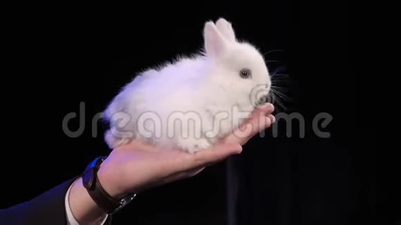 兔子坐在魔术师的手臂黑暗的舞台上视频的预览图