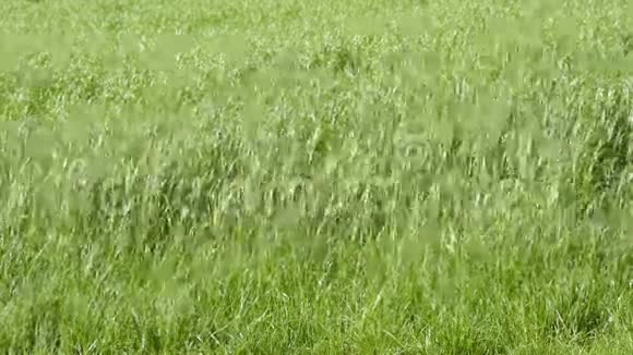 干草草地视频的预览图