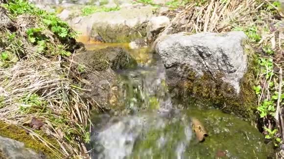 小溪流在山石之间媒体清理干净的源头在山上长满青苔的石头上流淌下来视频的预览图