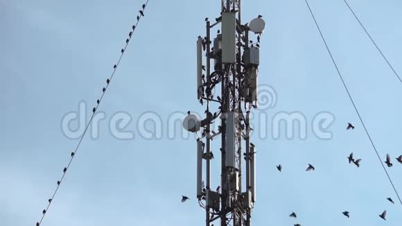 一大群候鸟坐在有天线的无线电或GSM卫星金属塔上视频的预览图