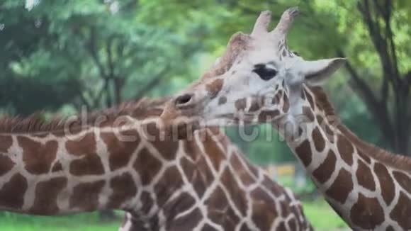可爱的长颈鹿在动物园咀嚼食物媒体美丽的长颈鹿在绿色植被动物园的背景下快乐地咀嚼食物视频的预览图