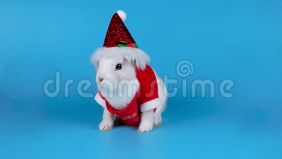 可爱的小兔子穿着圣诞老人的服装坐着嗅着视频的预览图