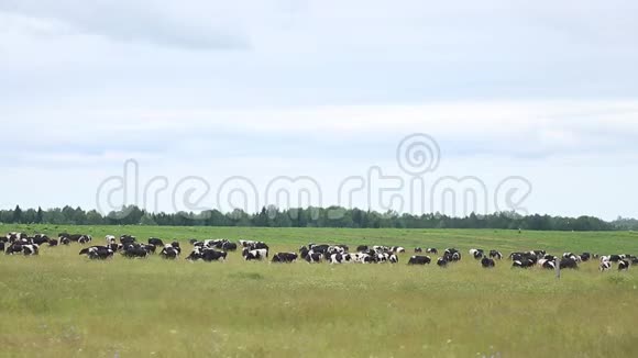 夏天奶牛在草地上放牧视频的预览图