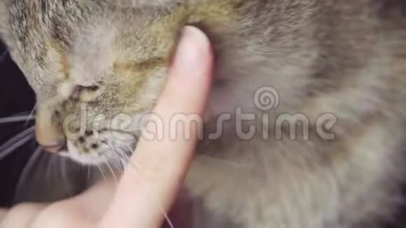 禁忌猫玩试图咬年轻女人的手指关上门黑背景下的林业国产适口猫视频的预览图
