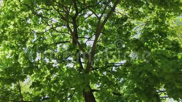 漫步夏林树冠和太阳光超高清4K视频的预览图