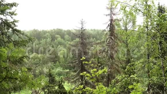 绿色森林背景上明亮的多云天空背景库存录像绿峰的夏树野生自然视频的预览图