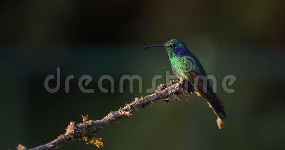 在哥斯达黎加的一个分支上闪烁的蜂鸟徽章和绿色紫耳视频的预览图