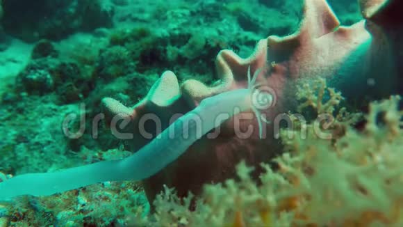水母蠕虫状海黄瓜或海虫或海生物在水下觅食视频的预览图