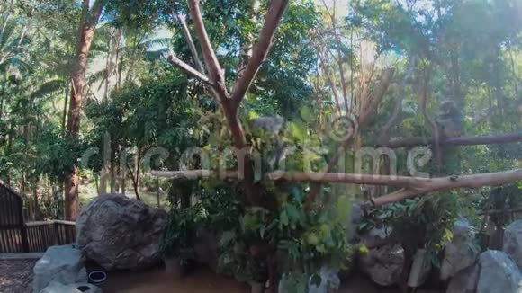 考拉熊攀爬桉树可爱的哺乳动物澳大利亚动物森林野生动物视频的预览图