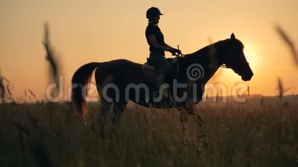 斯泰利翁正在一块被一只雌性马术骑着的草地上吃草视频的预览图