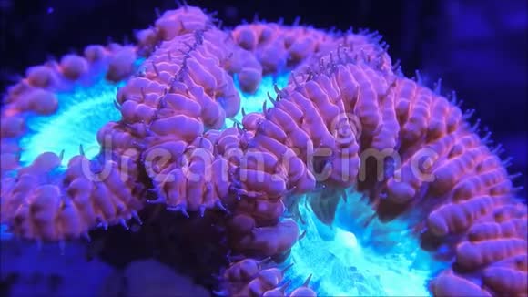 布拉斯托穆萨珊瑚群落视频的预览图