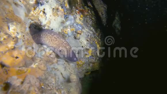 鳗鱼游出水下洞穴洞珊瑚礁加图菲律宾亚洲视频的预览图