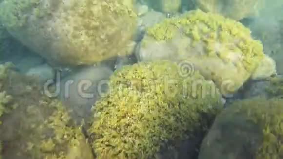 海底有水下植被在轻水中有大石块视频的预览图