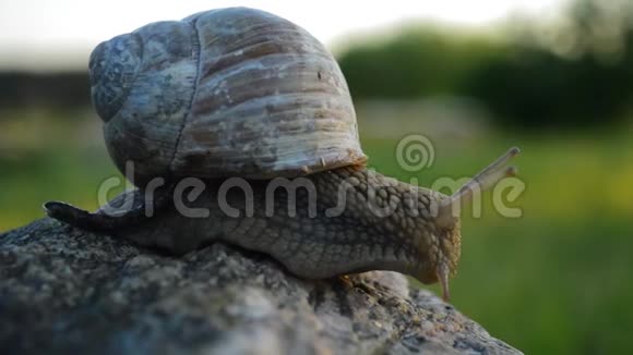 蜗牛慢慢地在石头上移动视频的预览图