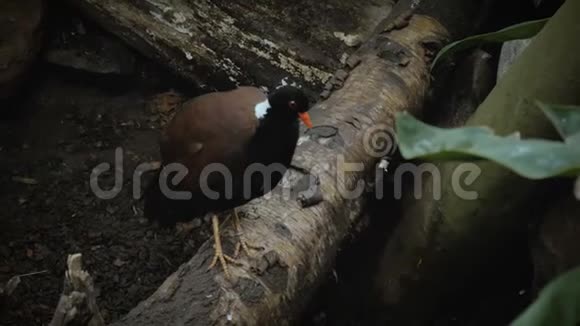 鸽子坐在木头上视频的预览图