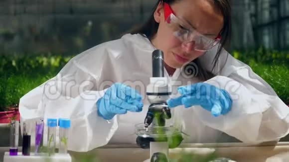 女人在温室里用显微镜工作视频的预览图