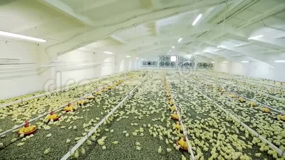 农场里的小鸡视频的预览图
