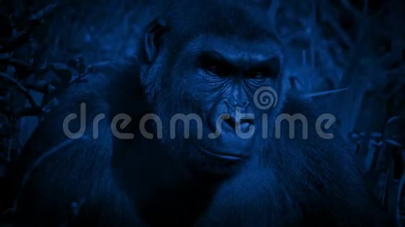 在风之夜大猩猩围绕着丛林视频的预览图