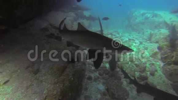 水下洞穴灰色护士鲨鱼组蓝海洞沙虎鲨群视频的预览图