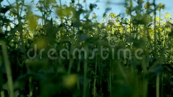 美丽的野马种子花盛开是一个风景秀丽的自然景观热爱祖国的观念视频的预览图