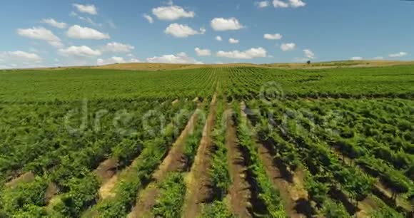 葡萄园排在农村的农田上美丽的农业景观空中无人机视野视频的预览图