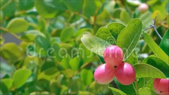 一颗美丽的卡隆达卡莉莎卡兰达斯红色种子绿叶在温暖的春风中摇摆在热带花园视频的预览图