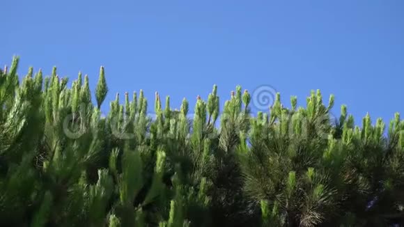松枝与钉在风中摇曳的蓝天温暖的夏日阳光明媚的圣莫尼卡特写视频的预览图