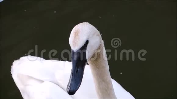 一段画面白色天鹅座海天鹅头在近处在河中游泳视频的预览图