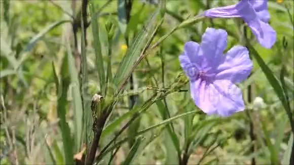 一朵美丽的紫色花绿叶在春天的季节在植物园里在温暖的春风中摇摆视频的预览图