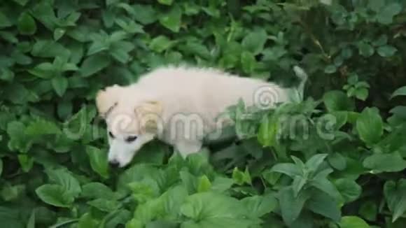 一只可爱的小狗被玩耍躲在草地和大的绿色植物中视频的预览图