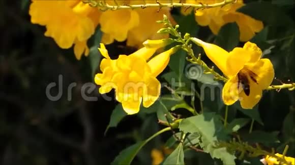 一只蜜蜂在植物园里从黄色的花里寻找一种甜蜜视频的预览图