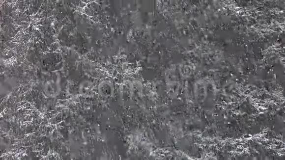 黑色针叶树背景上慢慢落下的大片雪花缓慢的运动视频的预览图