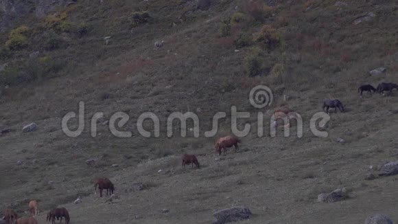 在灰色山坡上放牧的成群的马视频的预览图