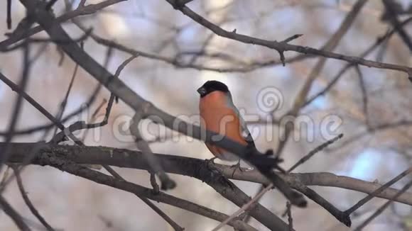 普通的或欧亚的雄性在早春坐在树枝上唱歌视频的预览图